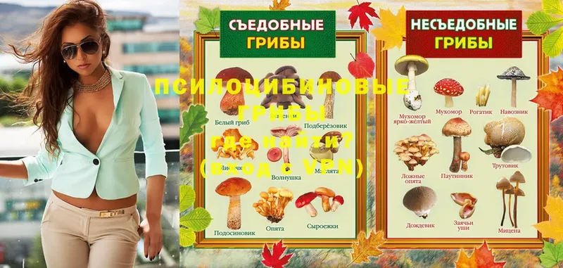 Галлюциногенные грибы Psilocybe  даркнет сайт  Ясногорск 